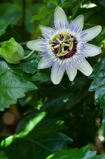 SIGMA MACRO 70mm F2.8
