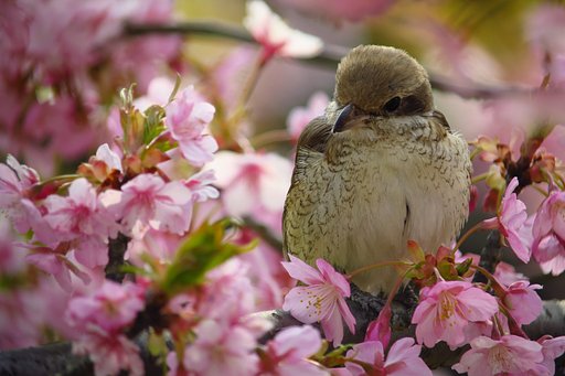 河津桜シマアカモズ