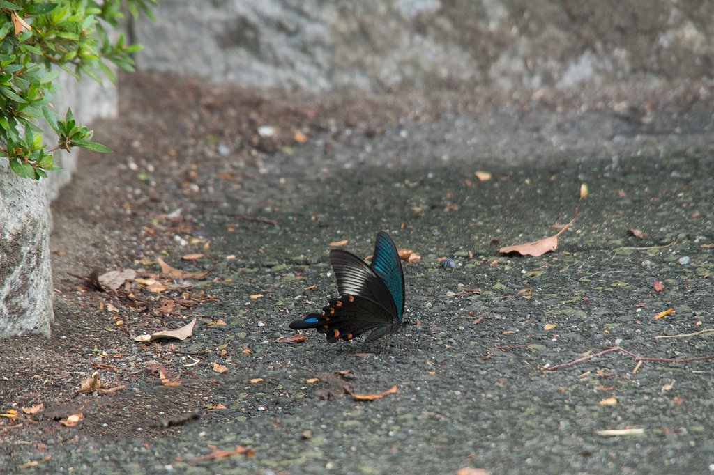 M.ZUIKO 14-150mm F4-5.6 ED