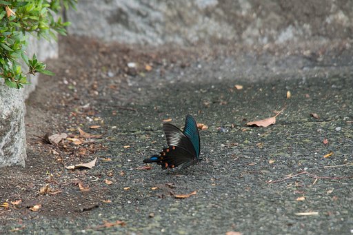 M.ZUIKO 14-150mm F4-5.6 ED