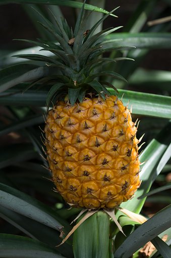 SIGMA MACRO 70mm F2.8