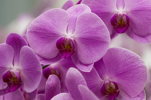 PENTAX-D FA MACRO 100mm F2.8