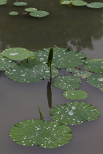 雨ならばこそ