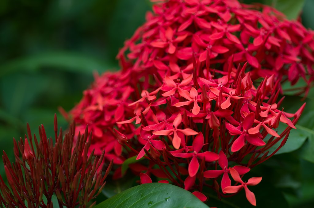 SIGMA MACRO 70mm F2.8