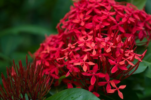 SIGMA MACRO 70mm F2.8