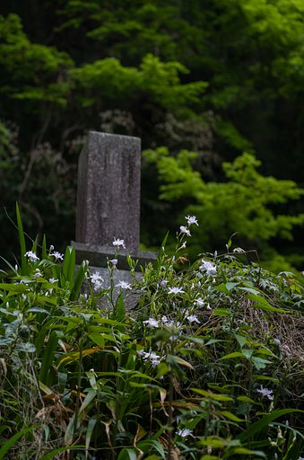 SIGMA MACRO 70mm F2.8