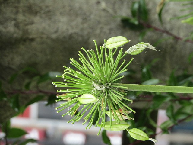 可愛いです　可愛い花が静かに咲いています