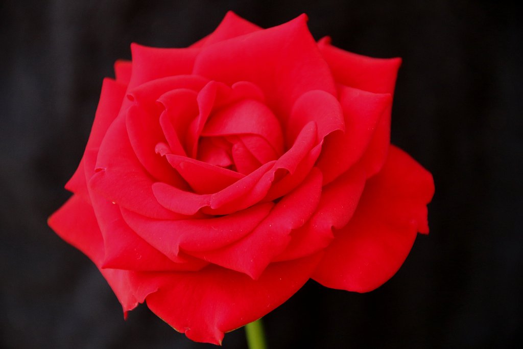 「夏薔薇の魅惑」