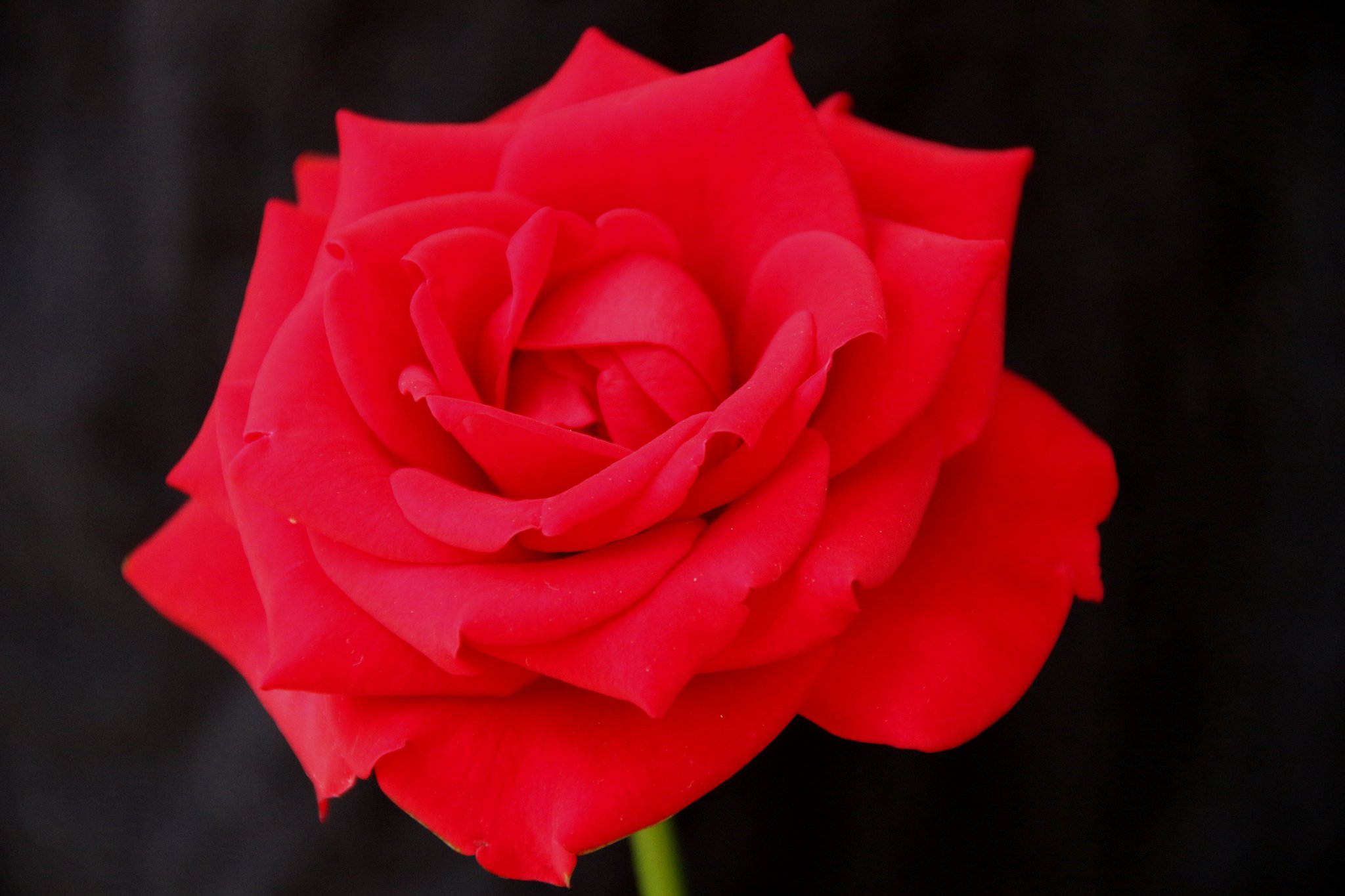 「夏薔薇の魅惑」