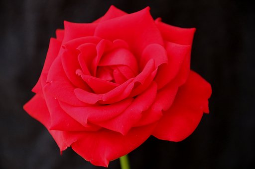 「夏薔薇の魅惑」