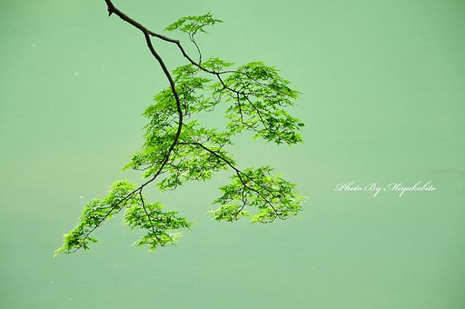 夏もみじ