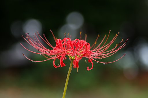 彼岸中日