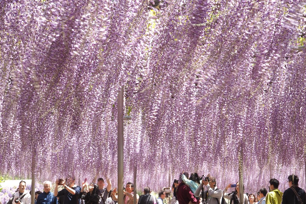 【purple】と言えば