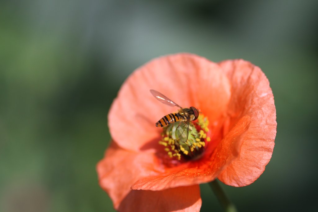 花に虻が