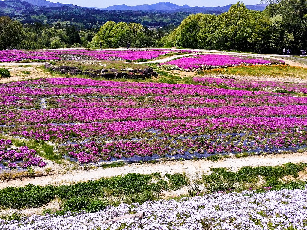 芝桜