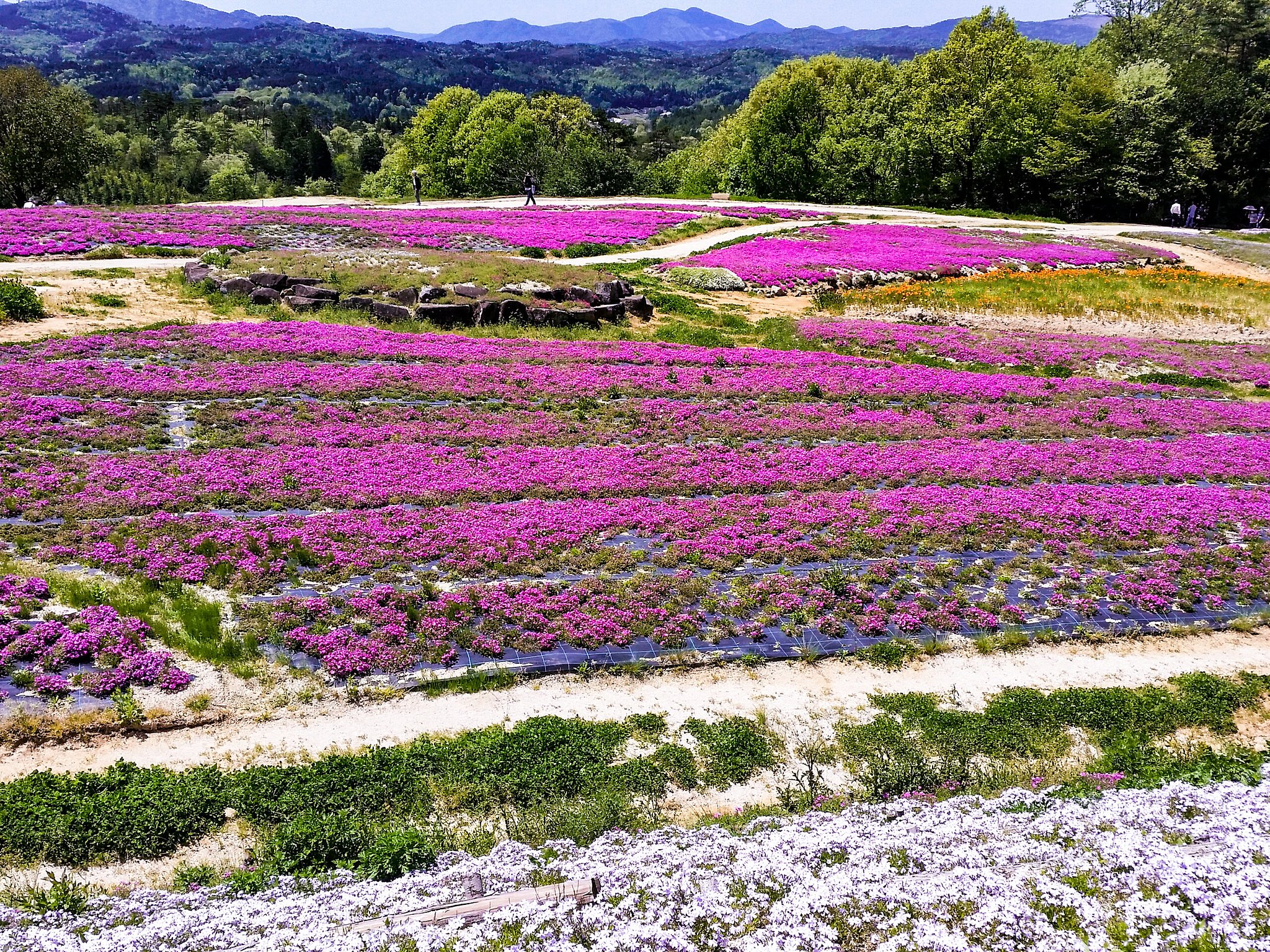 芝桜