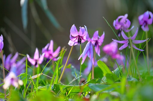 カタクリ②