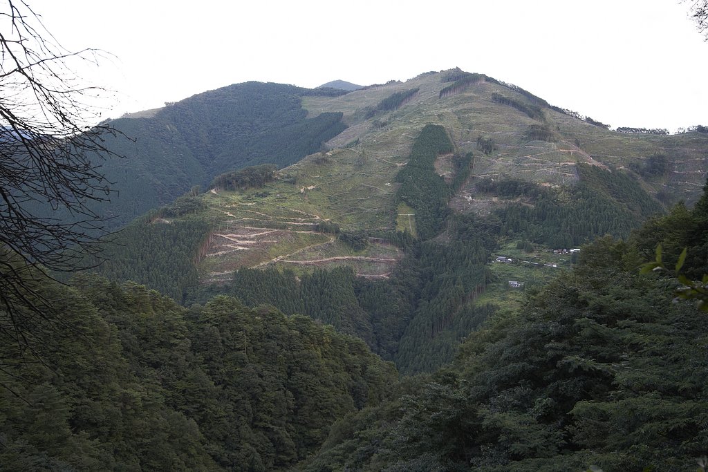 こういう山も