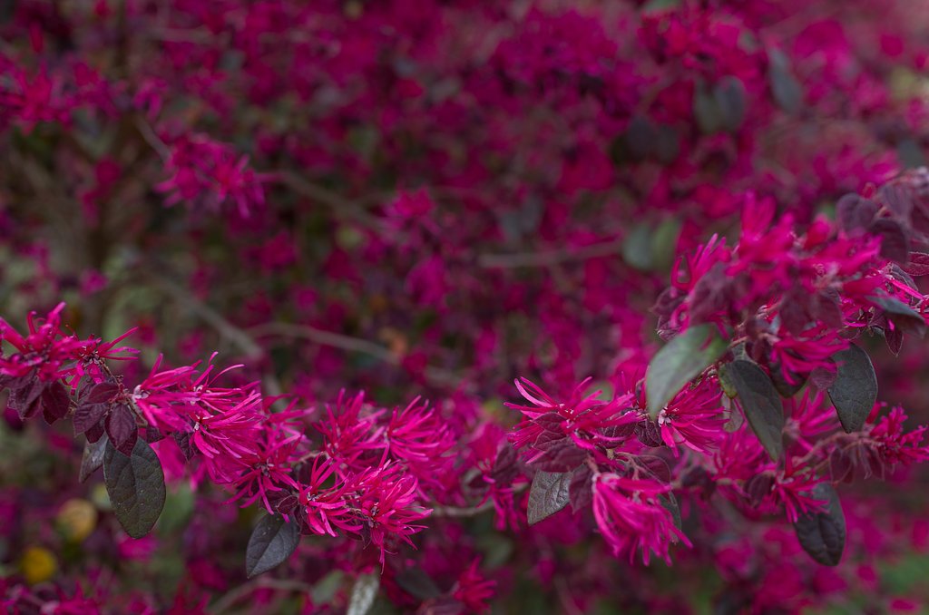 SIGMA 30mm F1.4 DC HSM