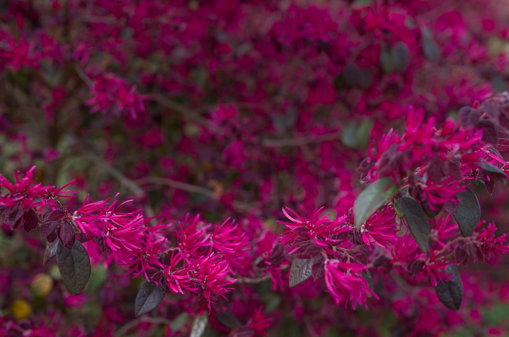 SIGMA 30mm F1.4 DC HSM