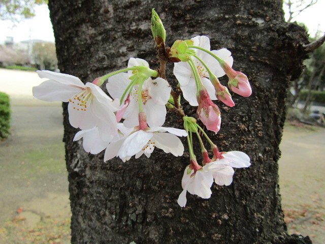 🌸咲く