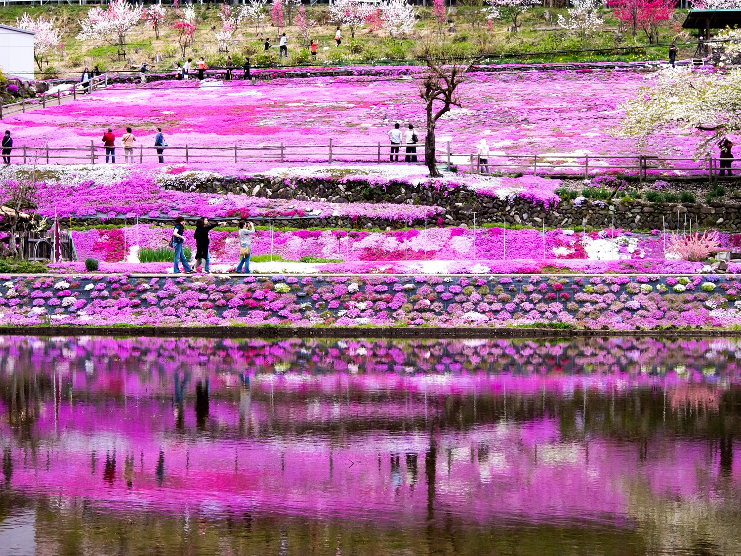 芝桜