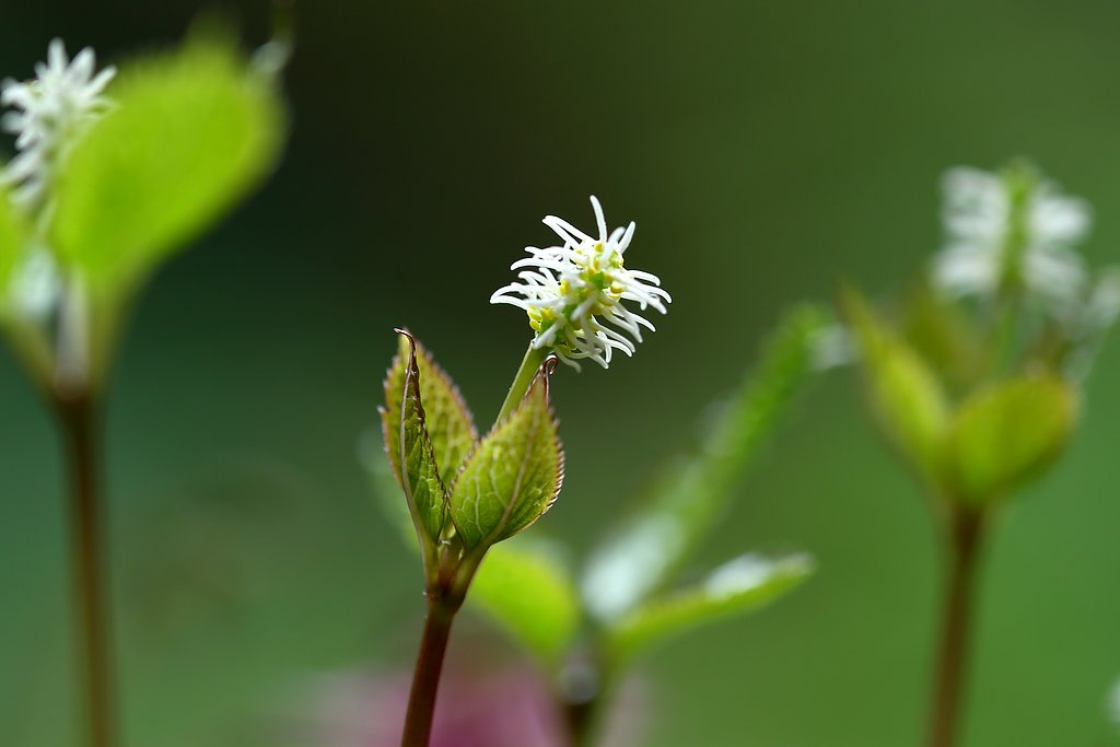 ヒトリシズカ