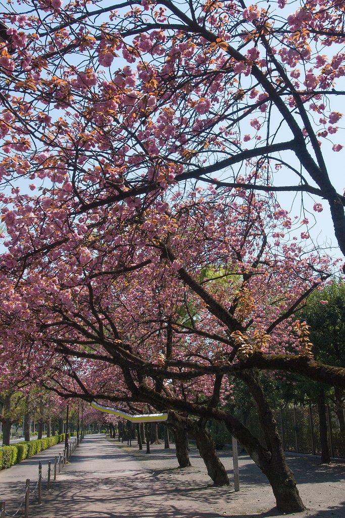 M.ZUIKO 12-50mm F3.5-6.3 EZ