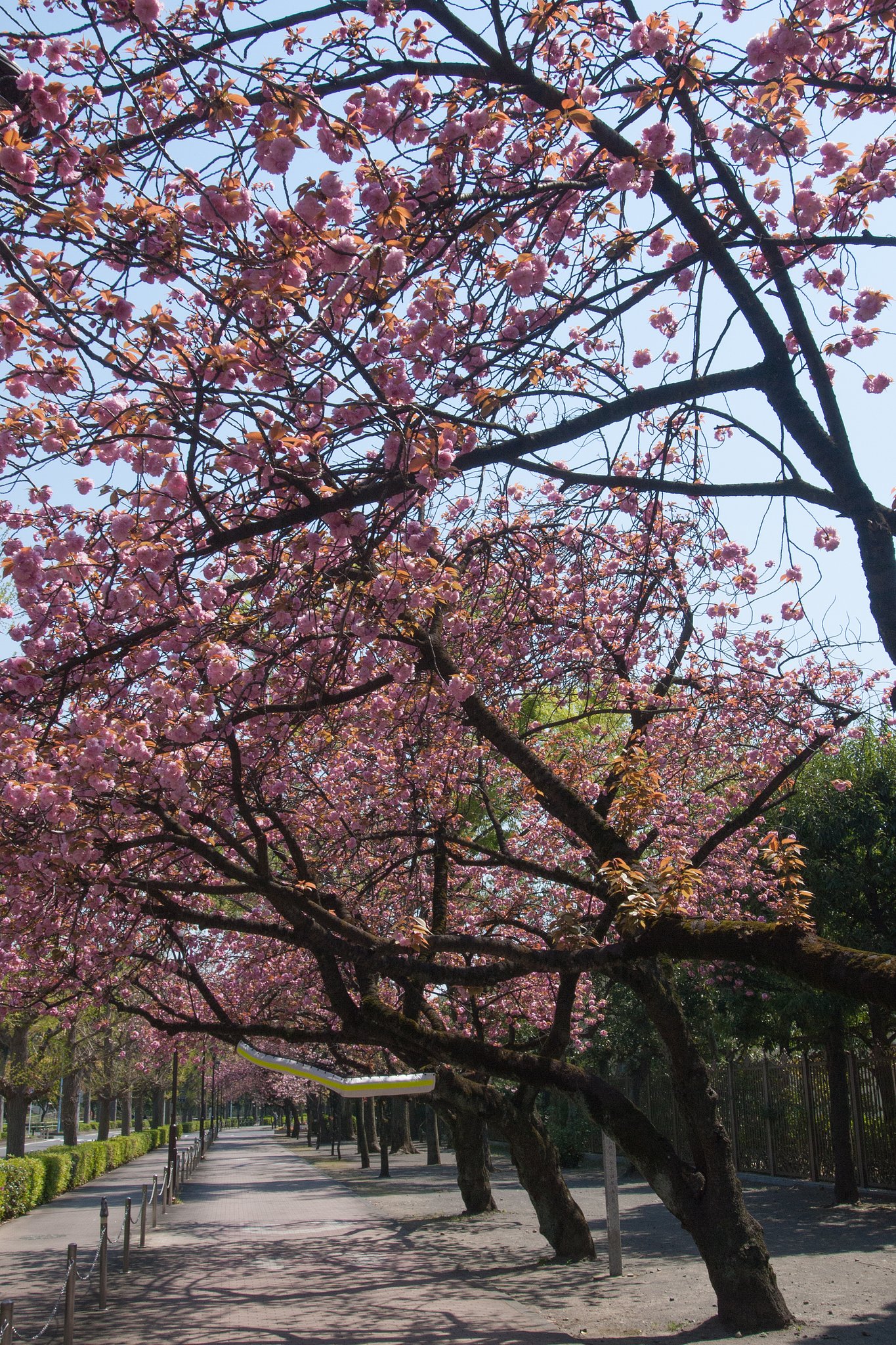 M.ZUIKO 12-50mm F3.5-6.3 EZ
