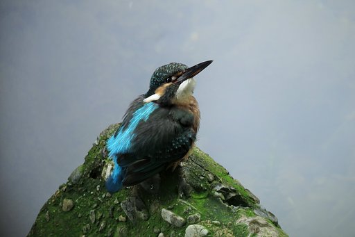 カワセミ