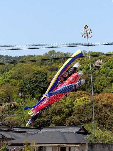 【縦画像】鯉のぼり