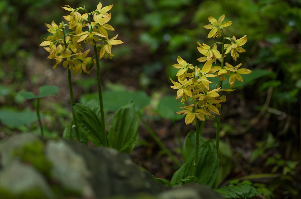 SIGMA MACRO 70mm F2.8