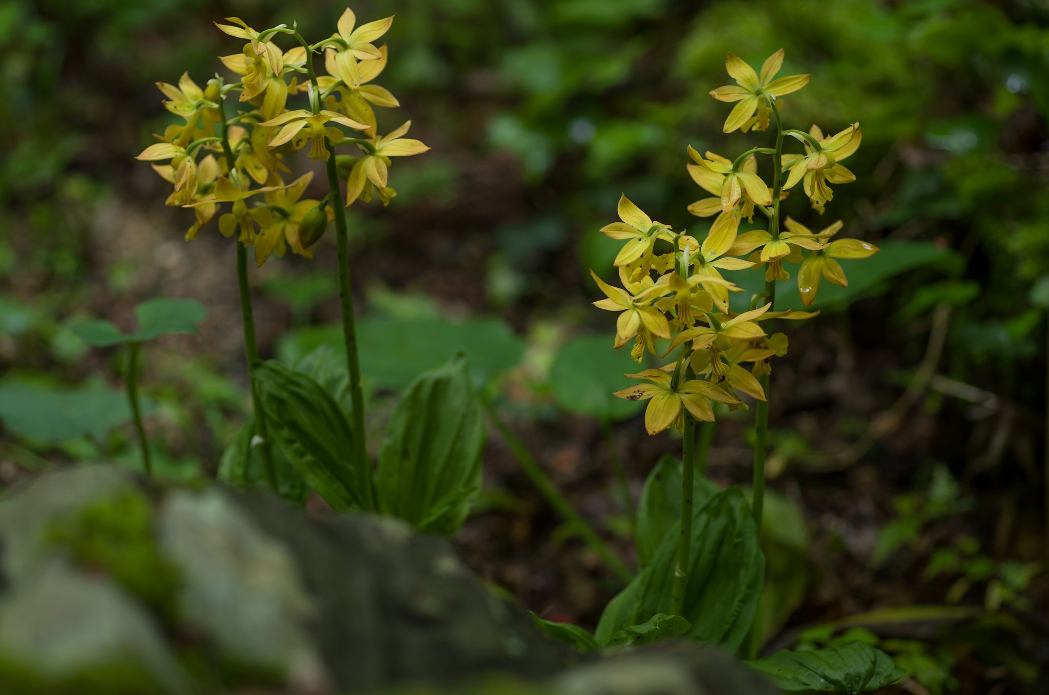SIGMA MACRO 70mm F2.8