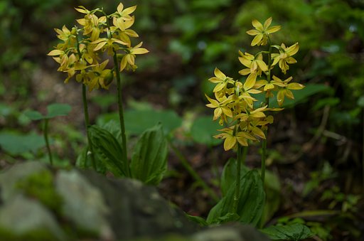 SIGMA MACRO 70mm F2.8