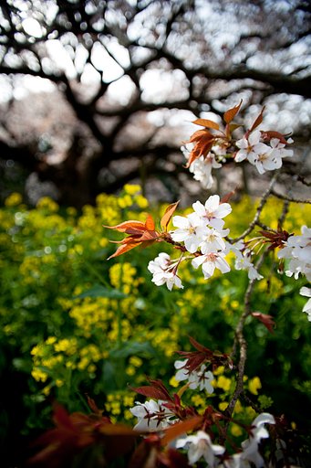 TAMRON 17-35 F2.8(A05)