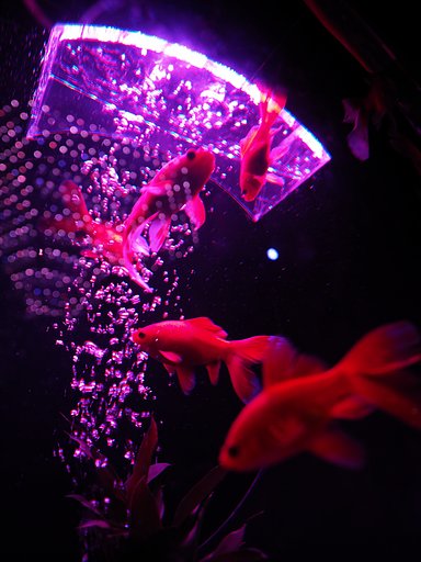 アートな金魚