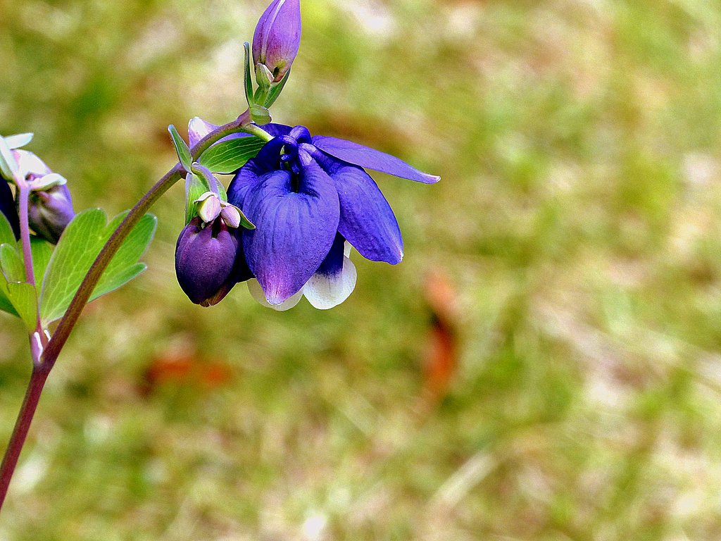 【Purple】オダマキ
