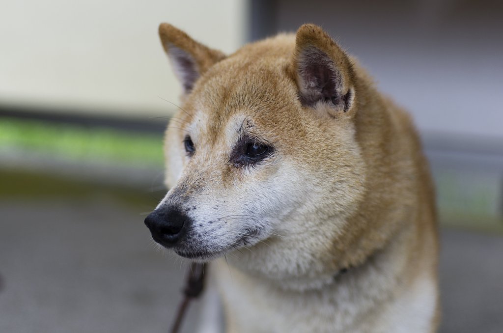 山陰柴犬「ななせ」
