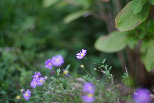 tiny【Purple】 ①　