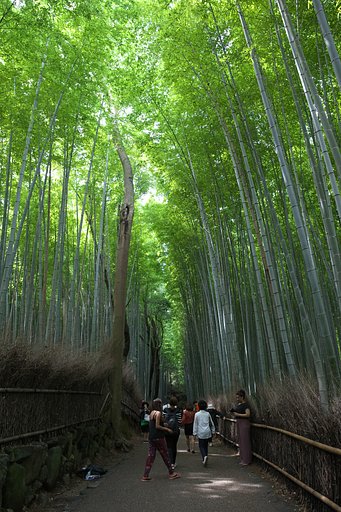 竹の小道