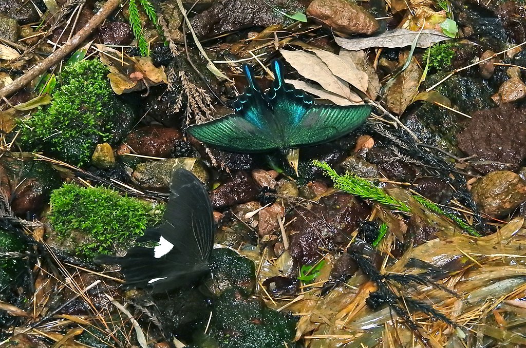 ミヤマカラスアゲハ＆モンキアゲハ