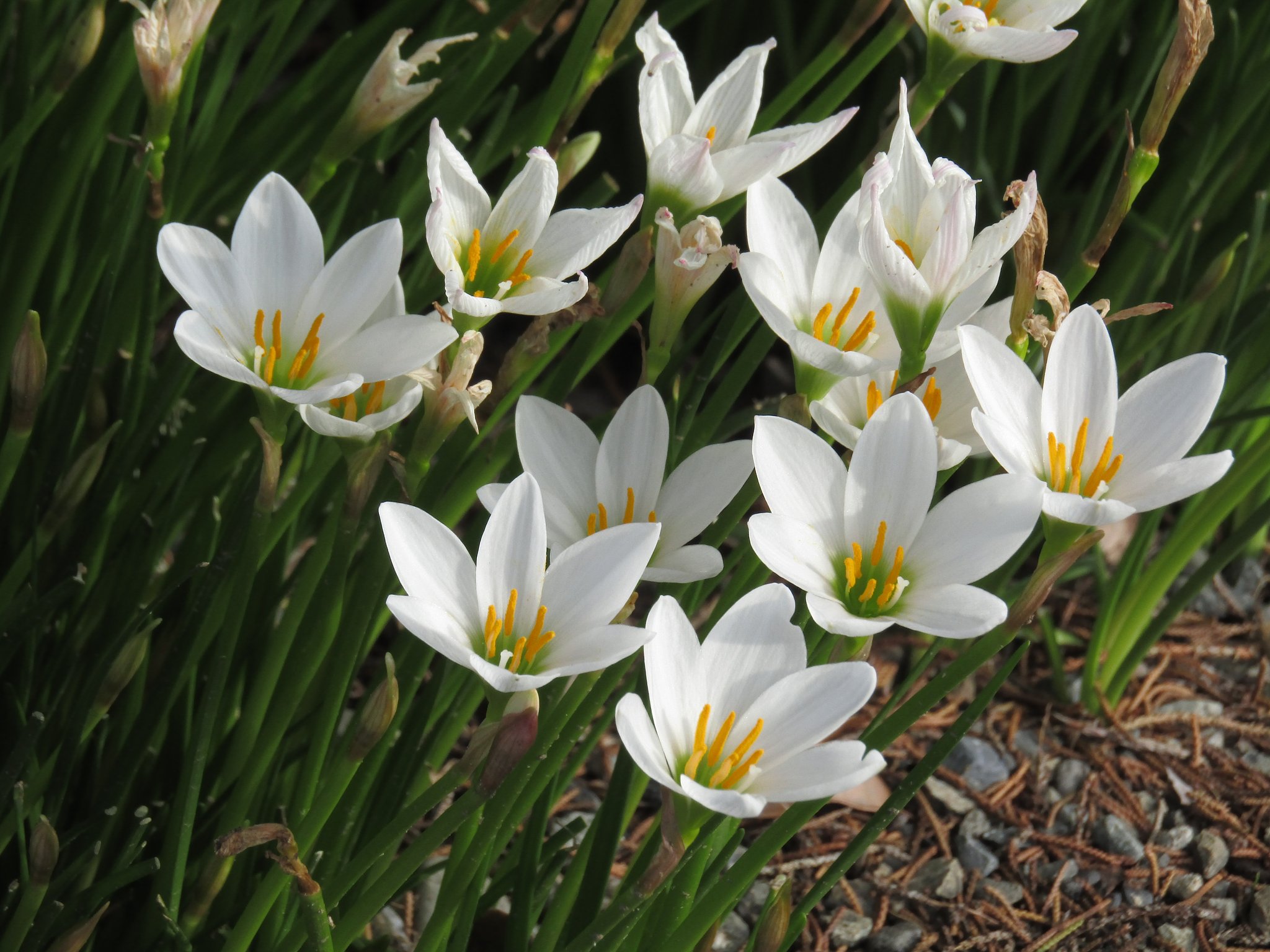 綺麗な花が咲き乱れています、、