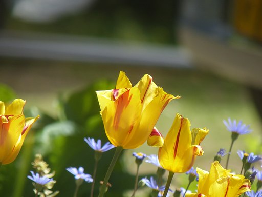 conversion lens DMW T55