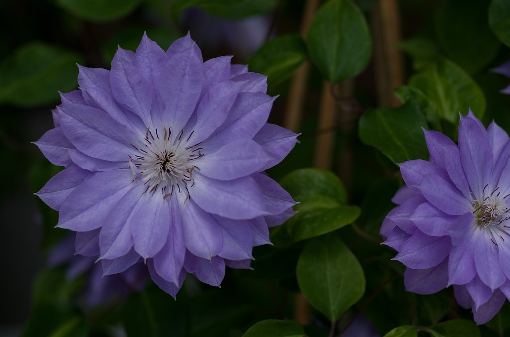 【Purple】クレマチス