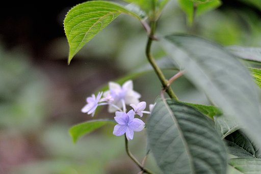 Tiny【Purple】 ②　 