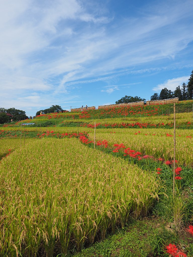 寺坂棚田