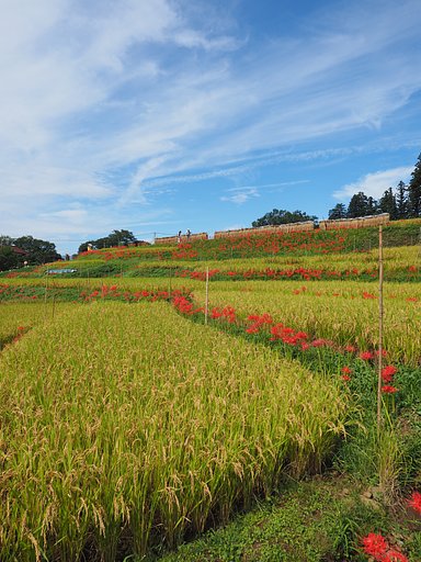 寺坂棚田