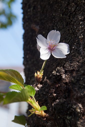 M.zuiko 12-50mm F3.5-6.3 EZ