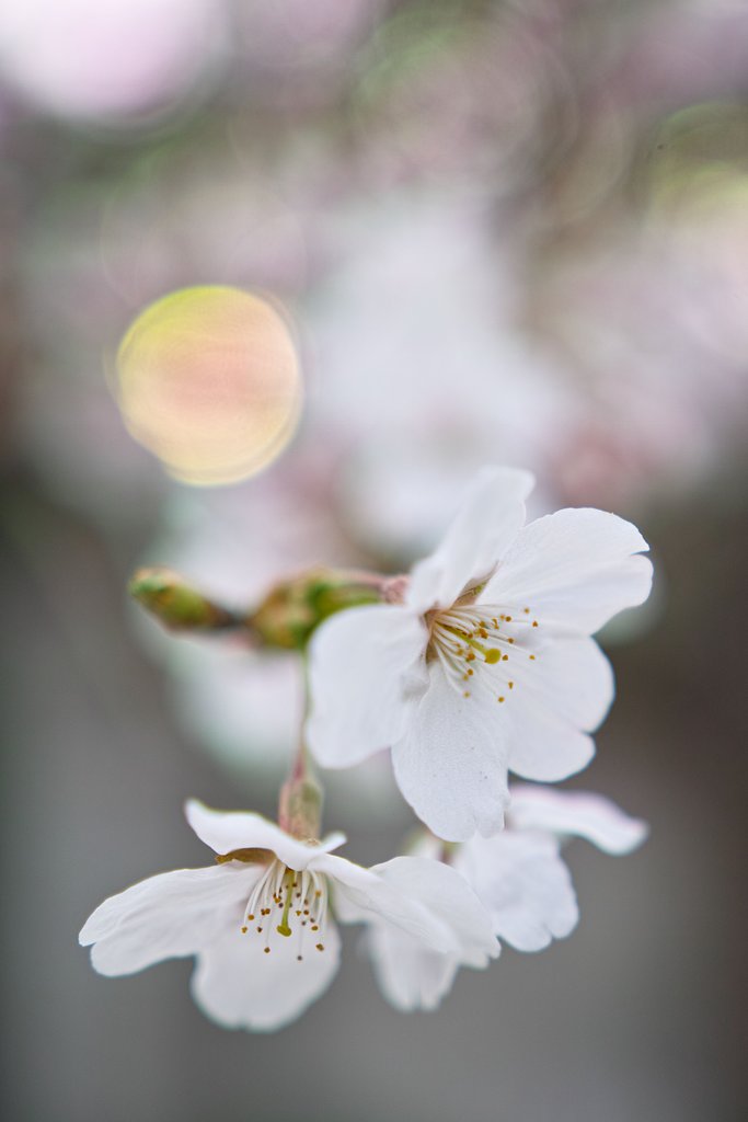 SIGMA 18-35 