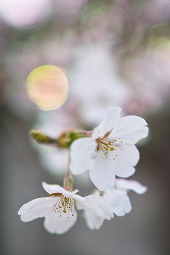 SIGMA 18-35 